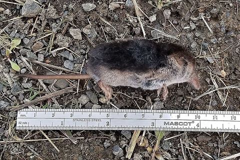 Arctic shrew