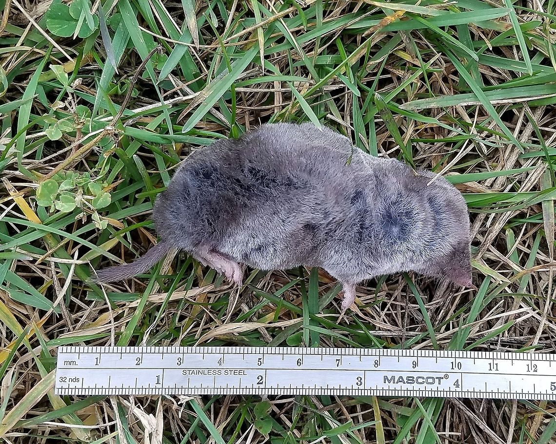 Blarina brevicauda (Northern Short-tailed Shrew) Found dead on a ditch bank road through a restored fen. Forested swamps composed of Tamarack (Larix laricina) and Black Spruce (Picea mariana) are adjacent to the fen which is largely grasses, sedges, and woody shrubs. Blarina brevicauda,Fall,Geotagged,Northern short-tailed shrew,Short-tailed Shrew,United States,fen,mammal,shrew