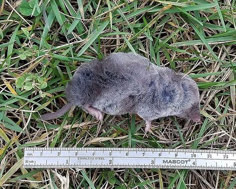 Northern short-tailed shrew