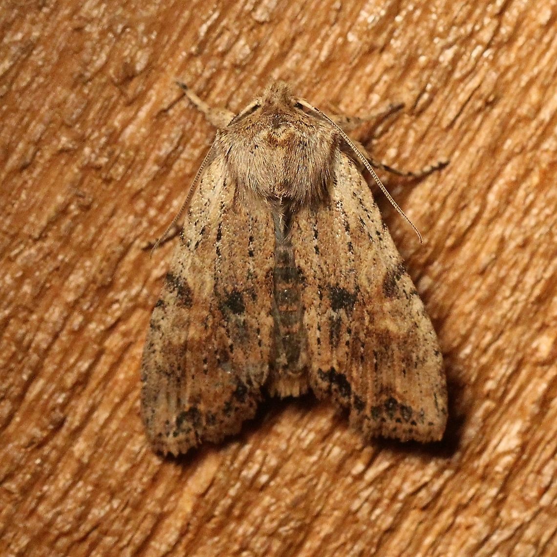 Lithophane innominata (Nameless Pinion)  Dart Moths,Fall,Geotagged,Lepidoptera,Lithophane innominata,Nameless Pinion,Noctuidae,Noctuinae,Noctuoidea,Owlet Moths,United States,Xylenina,Xylenini,insect,moth