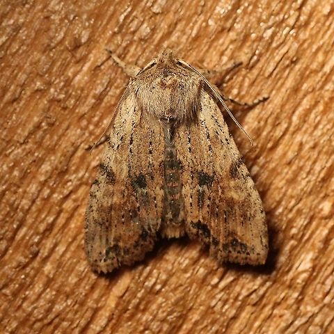 Lithophane innominata (Nameless Pinion)  Dart Moths,Fall,Geotagged,Lepidoptera,Lithophane innominata,Nameless Pinion,Noctuidae,Noctuinae,Noctuoidea,Owlet Moths,United States,Xylenina,Xylenini,insect,moth