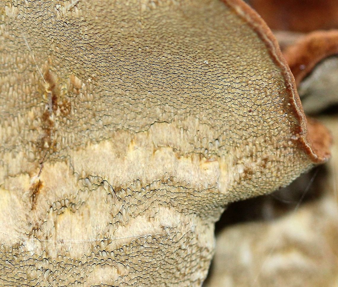 Heterobasidion (?) Under side of conk on White Spruce (Picea glauca).<br />
<br />
<figure class="photo"><a href="https://www.jungledragon.com/image/86131/heterobasidion_.html" title="Heterobasidion (?)"><img src="https://s3.amazonaws.com/media.jungledragon.com/images/3383/86131_thumb.JPG?AWSAccessKeyId=05GMT0V3GWVNE7GGM1R2&Expires=1759968010&Signature=vEpwRMY3WUIhfqK8T%2FUawmH0Vv0%3D" width="200" height="134" alt="Heterobasidion (?) Upper surface of conk on White Spruce (Picea glauca). Larger conks hear the base of the tree but many smaller ones occur further up the trunk sprouting from branch stubs and cracks in the bark. The fungus first emerged while the tree was still alive.<br />
<br />
https://www.jungledragon.com/image/86130/heterobasidion_.html Basidiomycota,Fall,Geotagged,Heterobasidion,Picea glauca,United States,conk,fungus,mushroom,white spruce" /></a></figure> Basidiomycota,Fall,Geotagged,Heterobasidion,Picea glauca,United States,conk,fungus,mushroom,white spruce