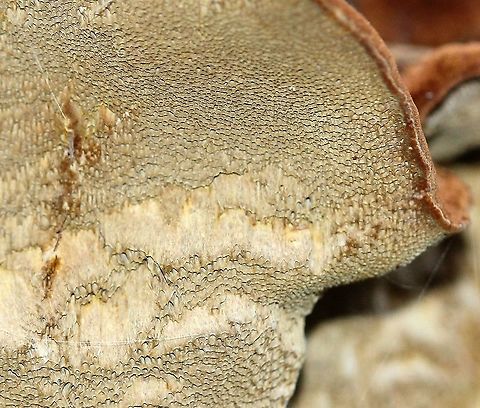 Heterobasidion (?) Under side of conk on White Spruce (Picea glauca).

https://www.jungledragon.com/image/86131/heterobasidion_.html Basidiomycota,Fall,Geotagged,Heterobasidion,Picea glauca,United States,conk,fungus,mushroom,white spruce