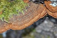 Heterobasidion (?) Upper surface of conk on White Spruce (Picea glauca). Larger conks hear the base of the tree but many smaller ones occur further up the trunk sprouting from branch stubs and cracks in the bark. The fungus first emerged while the tree was still alive.<br />
<br />
https://www.jungledragon.com/image/86130/heterobasidion_.html Basidiomycota,Fall,Geotagged,Heterobasidion,Picea glauca,United States,conk,fungus,mushroom,white spruce