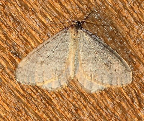 Operophtera bruceata Probably the last moth of the year for this area. Daytime highs are in the upper 30s to lower 40s F and drop down to 20 degrees at night. Bruce spanworm,Fall,Geometridae,Geotagged,Larentiinae,Lepidoptera,Operophtera bruceata,Operophterini,United States,moth insect