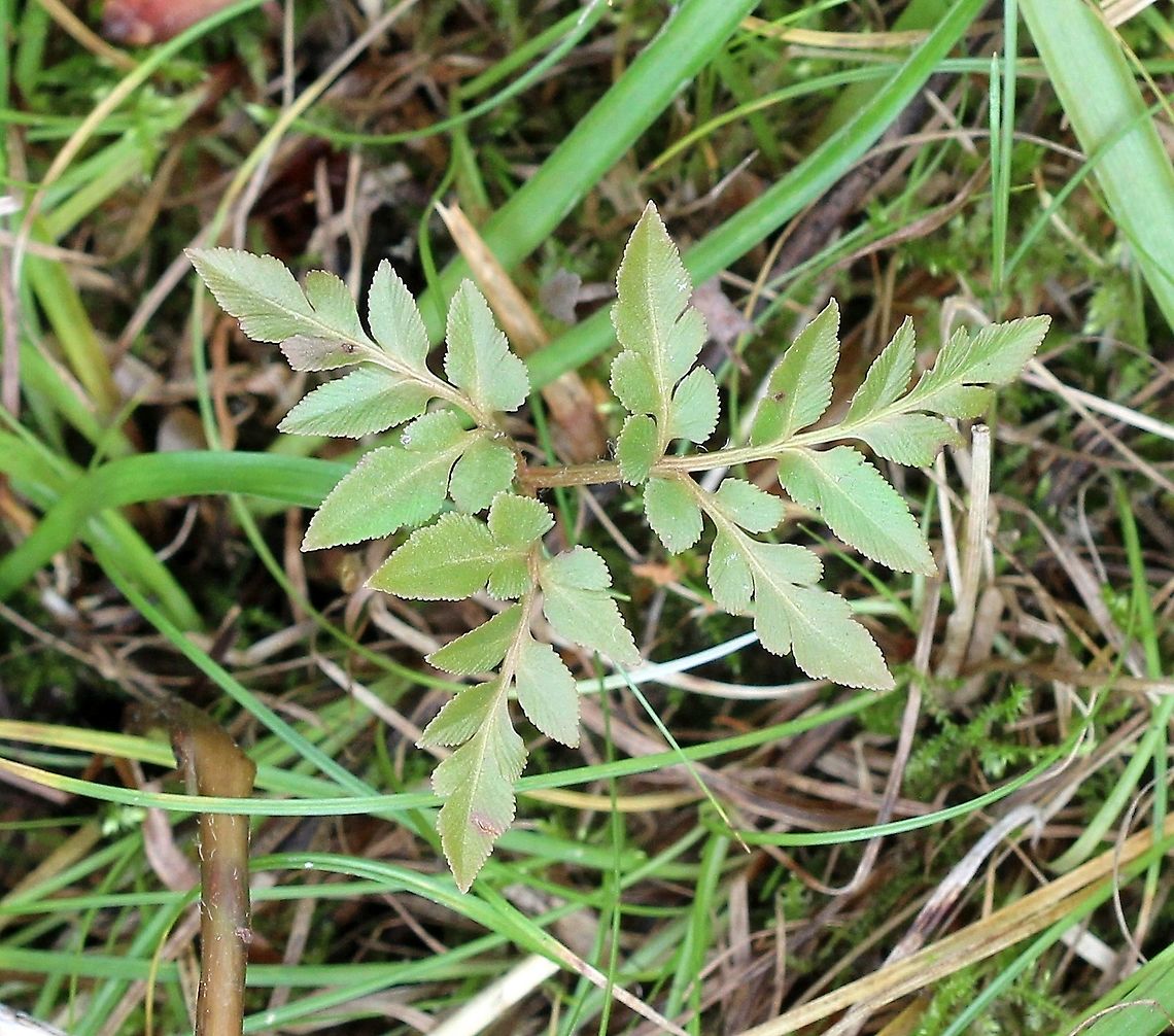 Sceptridium dissectum forma obliquum  Fall,Geotagged,Ophioglossaceae,Ophioglossales,Sceptridium dissectum,Sceptridium dissectum forma obliquum,United States,fern,grapefern,plant
