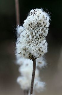 Anemone virginiana (Tall Thimbleflower) Leaflets with wedge-shaped bases and tips with only a few wide divisions point to Anemone virginiana. Anemone,Anemone cylindrica,Anemone virginiana,Fall,Geotagged,Ranunculaceae,Tall anemone,United States,tall thimbleflower