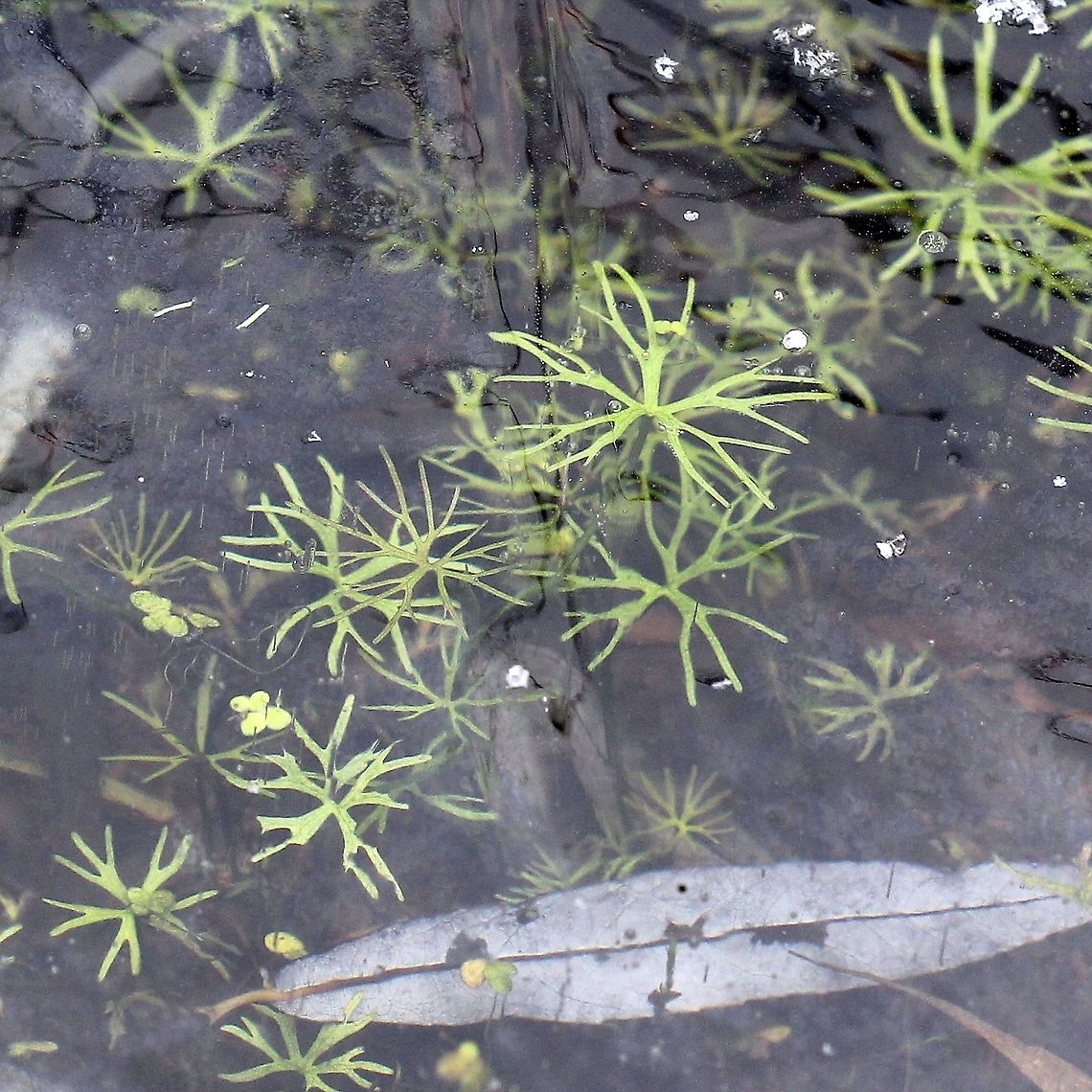Ranunculus gmelinii (Small Yellow Water Crowfoot) Ranunculus gmelinii and some Lemna minor under about 1/4 inch of ice in a shallow canal made by beavers. As the season continues with colder weather this canal will freeze to the bottom entrapping the plants. They will survive this intact and green ready to begin new growth in the spring. Fall,Geotagged,Gmelin's buttercup,Lemna minor,Ranunculaceae,Ranunculus gmelinii,Small Yellow Water Crowfoot,United States,ice,leaf,plant