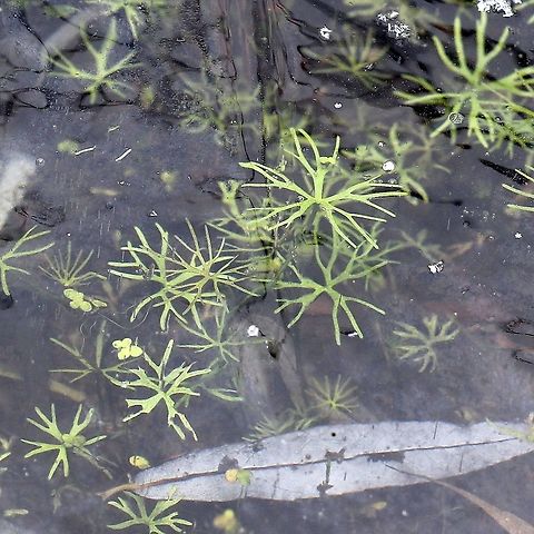 Ranunculus gmelinii (Small Yellow Water Crowfoot) Ranunculus gmelinii and some Lemna minor under about 1/4 inch of ice in a shallow canal made by beavers. As the season continues with colder weather this canal will freeze to the bottom entrapping the plants. They will survive this intact and green ready to begin new growth in the spring. Fall,Geotagged,Gmelin's buttercup,Lemna minor,Ranunculaceae,Ranunculus gmelinii,Small Yellow Water Crowfoot,United States,ice,leaf,plant