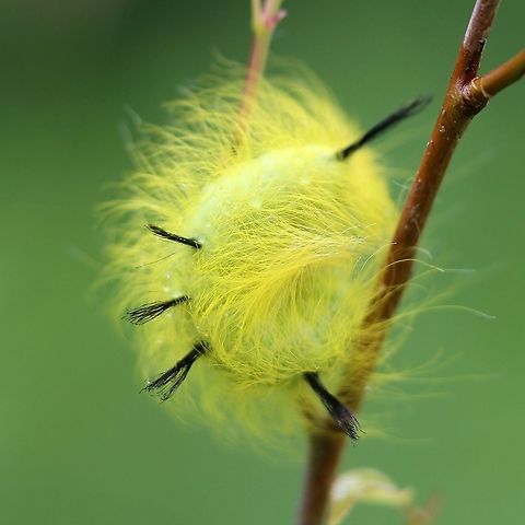 Acronicta lepusculina (Cottonwood Dagger Moth) Long yellow hairs cover the body of this caterpillar which is punctuated by five black tufts along the back. Feeding on a small aspen sapling in an old field. Acronicta lepusculina,Agrotis lepusculina,Cottonwood Dagger Moth,Geotagged,Moth Week 2020,National Moth Week 2020,Noctuidae,Summer,United States,moth caterpillar