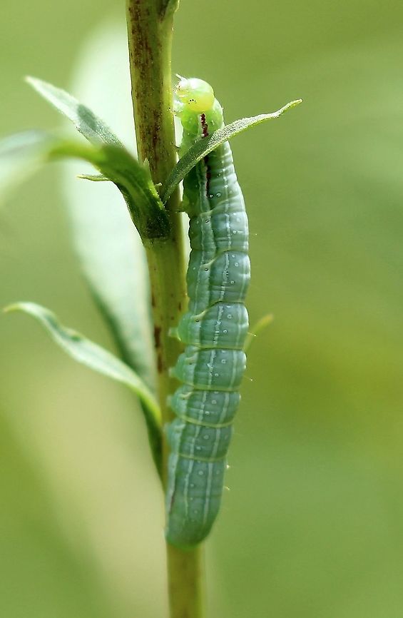 Leuconycta diphteroides (Green Leuconycta) Thin red stripe and white stripe along the first three segments after the head and on the final segments as well. Three pale green stripes along the sides of the body. Pale green dots on the body segments, each with a small dark center. A few sparse hairs along the back. Overall body color is green.<br />
<br />
Feeding on leaves of early goldenrod (Solidago juncea) in an old field. Geotagged,Green Leuconycta Moth,Leuconycta diphteroides,Moth Week 2020,Solidago junceae,Summer,United States,green caterpillar,moth caterpillar