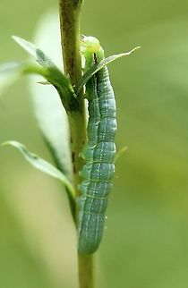 Leuconycta diphteroides (Green Leuconycta) Thin red stripe and white stripe along the first three segments after the head and on the final segments as well. Three pale green stripes along the sides of the body. Pale green dots on the body segments, each with a small dark center. A few sparse hairs along the back. Overall body color is green.

Feeding on leaves of early goldenrod (Solidago juncea) in an old field. Geotagged,Green Leuconycta Moth,Leuconycta diphteroides,Moth Week 2020,Solidago junceae,Summer,United States,green caterpillar,moth caterpillar