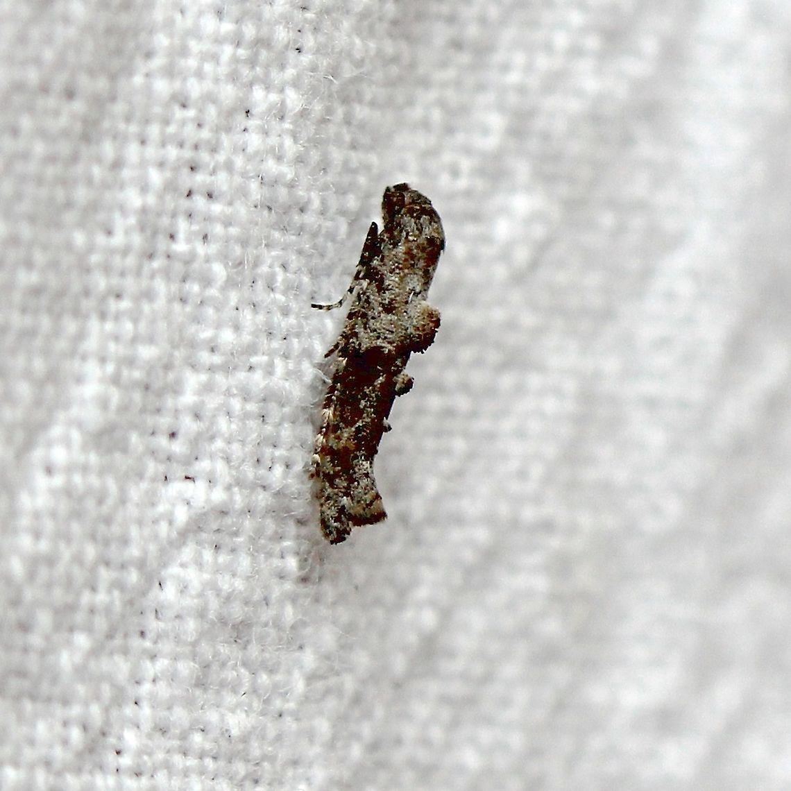 Epermenia albapunctella (Fringe-tufted Moth)  Epermenia albapunctella,Fringe-tufted Moth,Geotagged,Moth Week 2020,Summer,United States,micromoth,moth