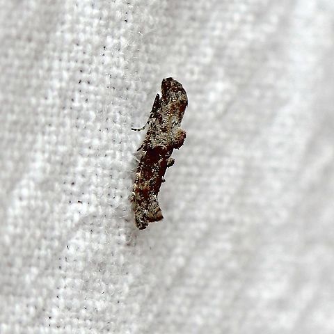 Epermenia albapunctella (Fringe-tufted Moth)  Epermenia albapunctella,Fringe-tufted Moth,Geotagged,Moth Week 2020,Summer,United States,micromoth,moth