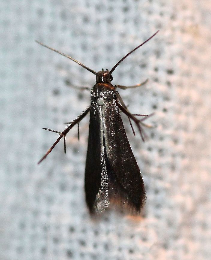 Schreckensteinia erythriella  Geotagged,Schreckensteinia erythriella,Schreckensteiniidae,Summer,United States,moth