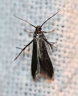 Schreckensteinia erythriella  Geotagged,Schreckensteinia erythriella,Schreckensteiniidae,Summer,United States,moth