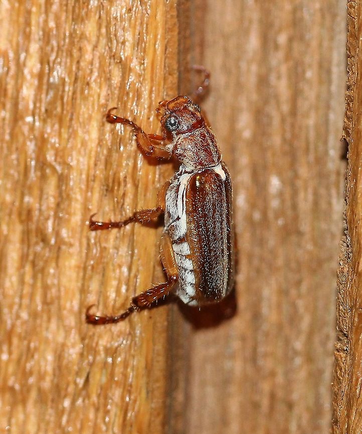 Dichelonyx albicollis  Dichelonyx albicollis,Geotagged,Spring,United States,beetle,coleoptera,junebug,may beetle,scarab beetle