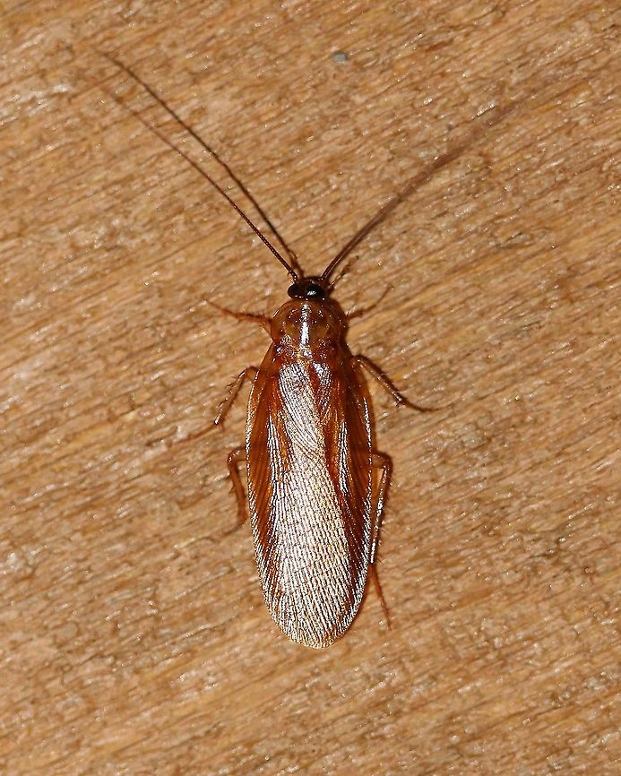Parcoblatta virginica (?) Parcoblatta are roaches but do not typically live in houses as the air is too dry for them. They feed on decomposing wood in moist forested areas. This one was attracted to my porch light. I am not positive on the species id but think it might be Parcoblatta virginica. Geotagged,Parcoblatta,Parcoblatta virginica,Spring,United States,insect,roach,wood roach