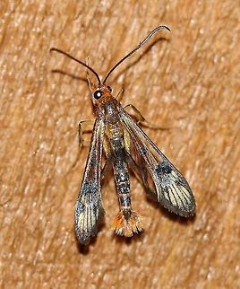 Synanthedon acerni  Geotagged,Spring,Synanthedon acerni,United States,insect,moth