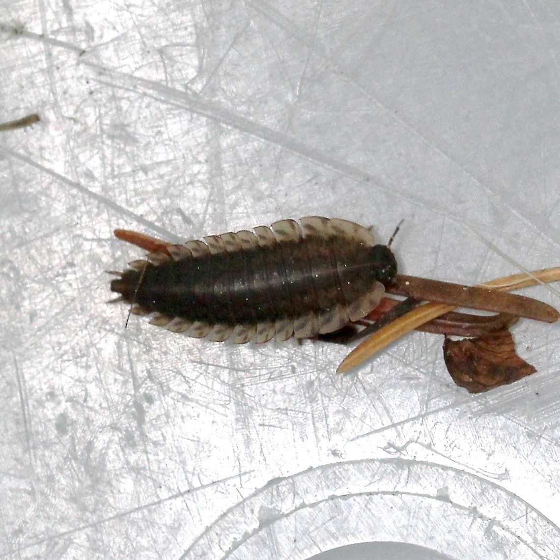 Oiceoptoma noveboracense Larva of Oiceoptoma noveboracense found on a winter-killed deer carcass along the margin of an upland mixed forest and lowland conifer forest. Geotagged,Margined Carrion Beetle,Oiceoptoma noveboracense,Spring,United States,beetle,beetle larva,coleoptera,scavenger