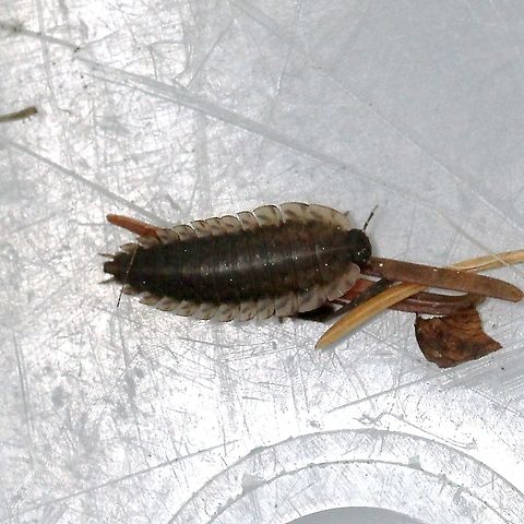 Oiceoptoma noveboracense Larva of Oiceoptoma noveboracense found on a winter-killed deer carcass along the margin of an upland mixed forest and lowland conifer forest. Geotagged,Margined Carrion Beetle,Oiceoptoma noveboracense,Spring,United States,beetle,beetle larva,coleoptera,scavenger
