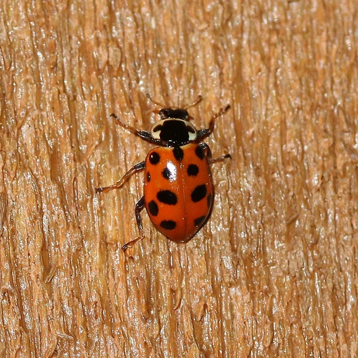 Hippodamia tredecimpunctata tibialis Hippodamia tredecimpunctata tibialis is the North American subspecies of the holarctic species Hippodamia tredecimpunctata. Geotagged,Hippodamia tredecimpunctata,Hippodamia tredecimpunctata tibialis,Spring,Thirteen-spot Ladybird,United States,beetle,coleoptera,insect,lady beetle,ladybug