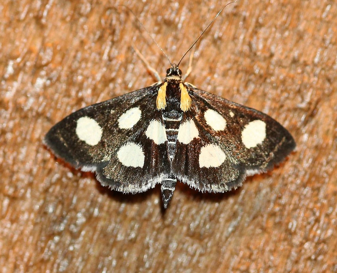 Anania funebris  Anania funebris,Geotagged,Spring,United States,White-Spotted Sable Moth,insect,lepidoptera,moth