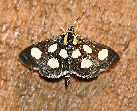 Anania funebris  Anania funebris,Geotagged,Spring,United States,White-Spotted Sable Moth,insect,lepidoptera,moth