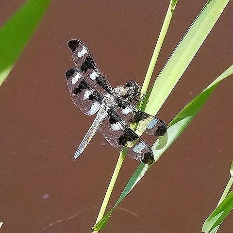 Libellula pulchella Resting on a reed above some very murky water. Geotagged,Libellula pulchella,Odonata,Spring,Twelve-spotted Skimmer,United States,dragonfly,insect