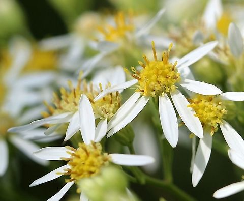 Doellingeria umbellata Growing in a mixed sedge meadow-willow shrub carr. Asteraceae,Doellingeria umbellata,Geotagged,Summer,United States,aster,aster umbellatus,plant,white aster,white flower