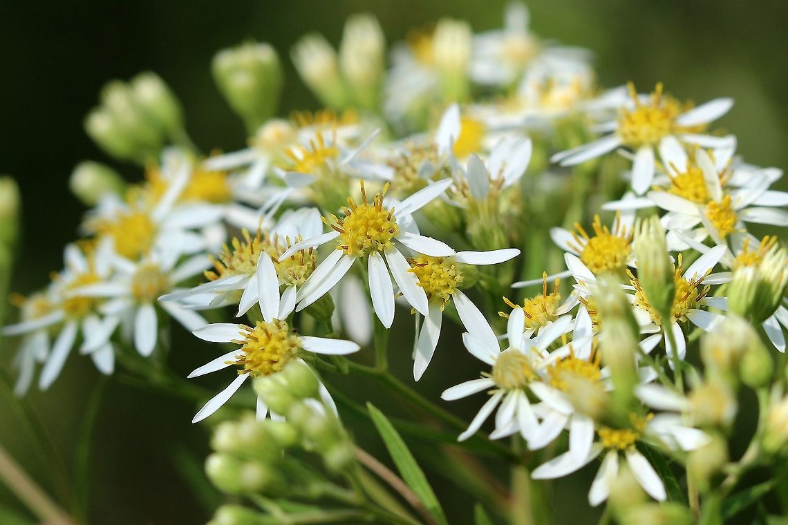 Doellingeria umbellata Growing in a mixed sedge meadow-willow shrub carr. Asteraceae,Doellingeria umbellata,Geotagged,Summer,United States,aster,aster umbellatus,plant,white aster,white flower