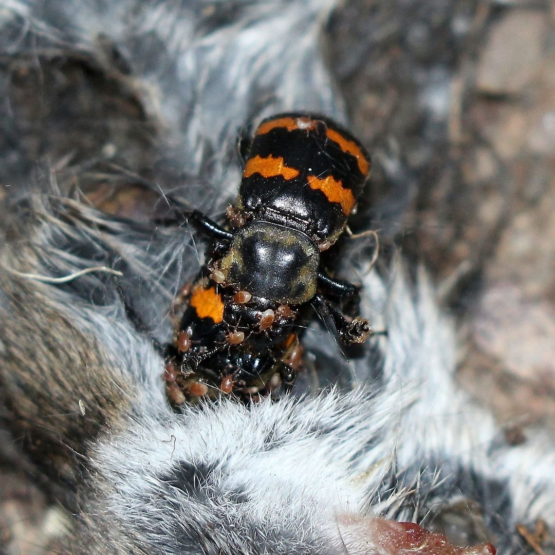 Nicrophorus tomentosus Attracted using a dead mouse which I placed in a soil-filled bucket. Geotagged,Gold-necked Carrion Beetle,Nicrophorus tomentosus,Summer,Tomentose Burying Beetle,United States,burying beetle