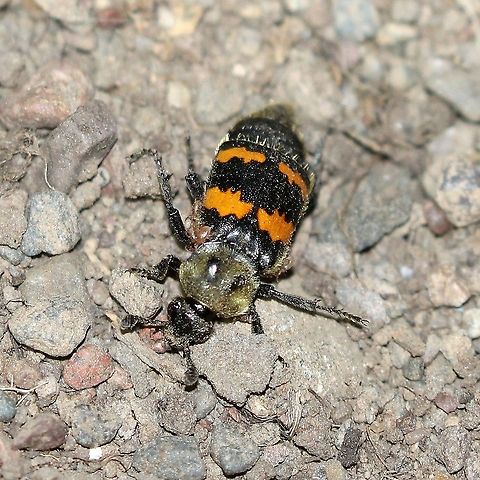 Nicrophorus tomentosus Atracted using a dead mouse which I placed in a soil-filled bucket. Geotagged,Gold-necked Carrion Beetle,Nicrophorus tomentosus,Summer,Tomentose Burying Beetle,United States,burying beetle