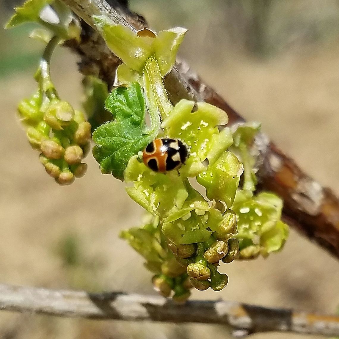 Coccinella hieroglyphica mannerheimi Taking nectar from flowers of a cultivated red currant.<br />
<br />
Identification to subspecies level based on the description in  "Changes in the status and geographic ranges of Canadian Lady Beetles (Coccinellinae) and the selection of candidates for risk assessment". <br />
<a href="http://www.cbucommons.ca/science/biology/images/uploads/Foundation_Lady_Beetles2009.pdf" rel="nofollow">http://www.cbucommons.ca/science/biology/images/uploads/Foundation_Lady_Beetles2009.pdf</a><br />
<br />
"Coccinella h. mannerheimi is small (3.7-4.7mm) and red-orange with similar markings to C. h. kirbyi, but with a less defined W-shaped marking across the front end of its elytra." Coccinella hieroglyphica,Coccinella hieroglyphica mannerheimi,Geotagged,Hieroglyphic Ladybird,Spring,United States
