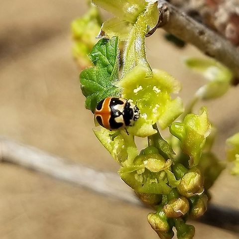 Coccinella hieroglyphica mannerheimi Taking nectar from flowers of a cultivated red currant.

Identification to subspecies level based on the description in  "Changes in the status and geographic ranges of Canadian Lady Beetles (Coccinellinae) and the selection of candidates for risk assessment". http://www.cbucommons.ca/science/biology/images/uploads/Foundation_Lady_Beetles2009.pdf

"Coccinella h. mannerheimi is small (3.7-4.7mm) and red-orange with similar markings to C. h. kirbyi, but with a less defined W-shaped marking across the front end of its elytra." Coccinella hieroglyphica,Coccinella hieroglyphica mannerheimi,Geotagged,Hieroglyphic Ladybird,Spring,United States