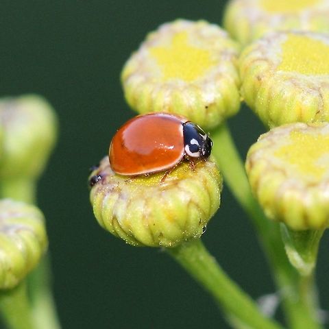 Cycloneda munda  Coleoptera,Cycloneda munda,Geotagged,Summer,United States,beetle,insect,lady beetle,ladybug