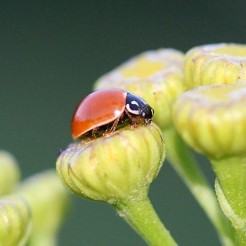 Cycloneda munda  Coleoptera,Cycloneda munda,Geotagged,Summer,United States,beetle,insect,lady beetle,ladybug