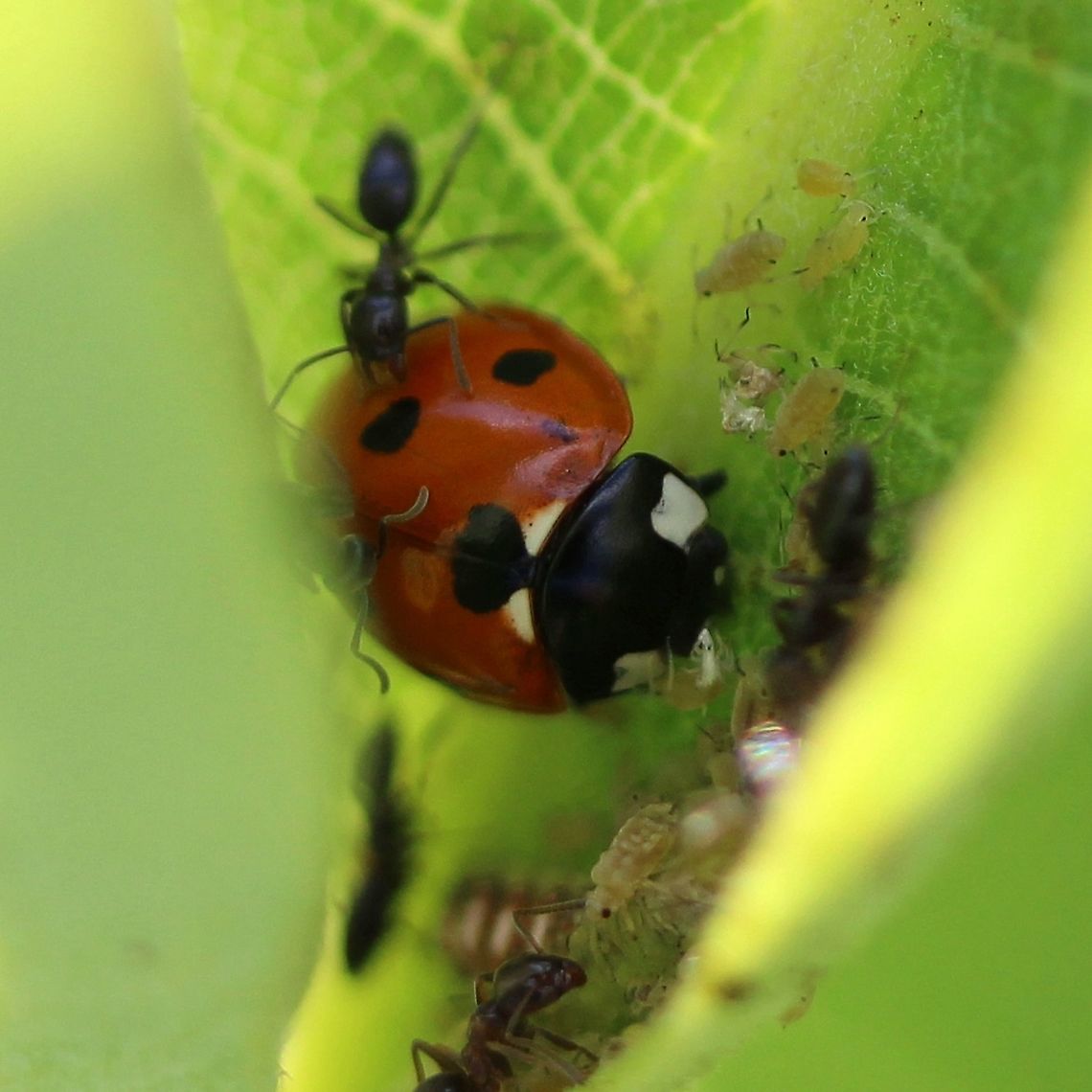 Coccinella septempunctata This beetle was eating aphids tended by ants. The ants kept attacking it but to no avail. Coccinella septempunctata,Geotagged,Seven-spotted Lady Beetle,Summer,United States,ants,aphids,beetle,coleoptera,insect,lady beetle,lady bug