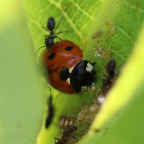 Coccinella septempunctata This beetle was eating aphids tended by ants. The ants kept attacking it but to no avail. Coccinella septempunctata,Geotagged,Seven-spotted Lady Beetle,Summer,United States,ants,aphids,beetle,coleoptera,insect,lady beetle,lady bug
