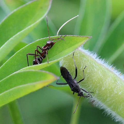 Alydus eurinus Nymph and adult on garden lupine (Lupinus polyphyllus). Nymphs were observed feeding on jusices from developing lupine pods often in groups. Adult Alydus eurinus were often nearby. The nymphs are ant mimics. Alydus eurinus,Geotagged,Summer,United States,ant mimic,bug,hemiptera,lupine,mimic