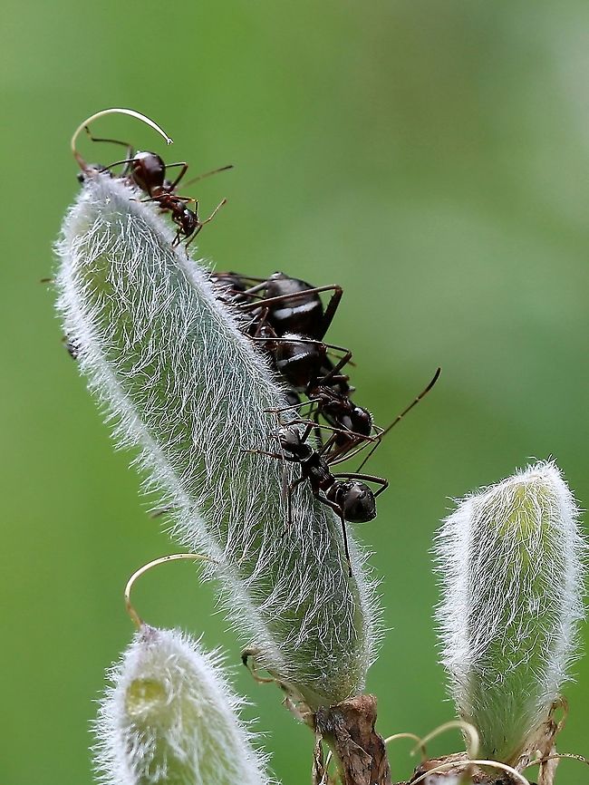 Alydus eurinus Group of Alydus eurinus nymphs feeding on lupine pod. Alydus eurinus,Geotagged,Summer,United States,bug,hemiptera,insect,lupine,nymphs