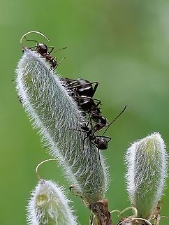 Alydus eurinus Group of Alydus eurinus nymphs feeding on lupine pod. Alydus eurinus,Geotagged,Summer,United States,bug,hemiptera,insect,lupine,nymphs