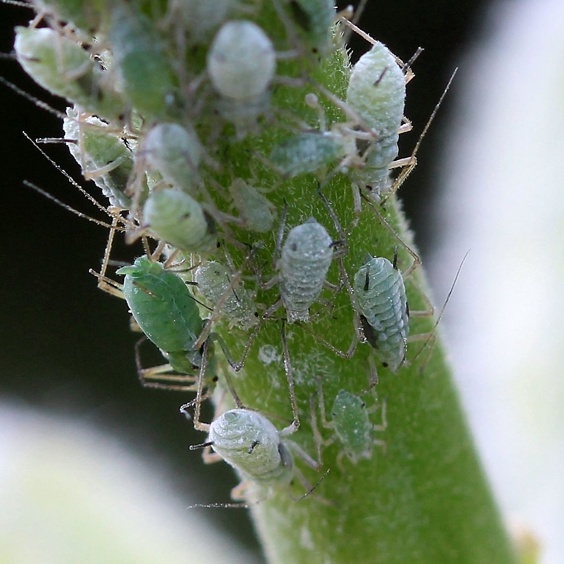 Macrosiphum albifrons Macrosiphum albifrons on a flowering stem of garden lupine (Lupinus polyphyllus). The ones with small dark patches may be ready to molt into winged adults. Geotagged,Macrosiphum albifrons,Summer,United States,aphids,hemiptera,insect,lupine
