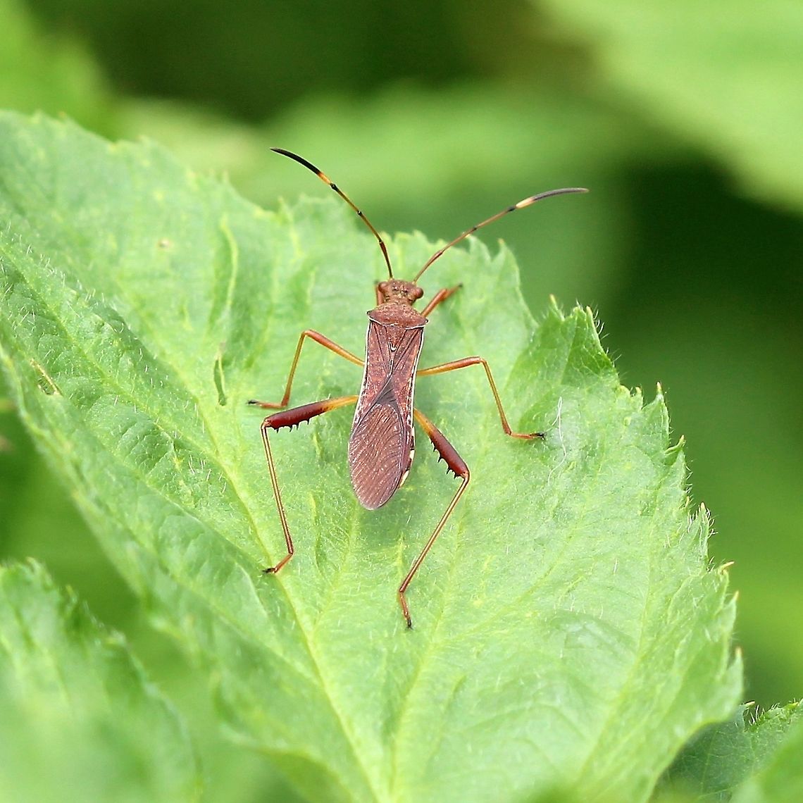 Megalotomus quinquespinosus Megalotomus quinquespinosus feeds on lupine and other Fabaceae. Geotagged,Megalotomus quinquespinosus,Summer,United States,bug,hemiptera,insect
