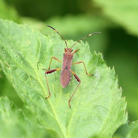 Megalotomus quinquespinosus Megalotomus quinquespinosus feeds on lupine and other Fabaceae. Geotagged,Megalotomus quinquespinosus,Summer,United States,bug,hemiptera,insect