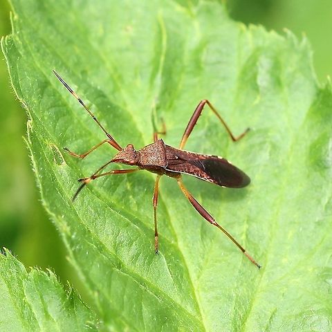 Megalotomus quinquespinosus  Geotagged,Megalotomus quinquespinosus,Summer,United States,bug,hemiptera,insect,lupine,lupine bug