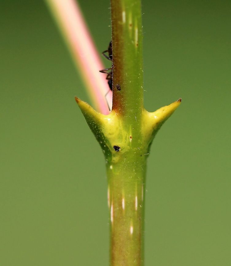 Populus balsamifera resin glands Resin glands on Populus balsamifera (balsam poplar). Geotagged,Populus balsamifera,Summer,United States,balsam poplar,resin glands