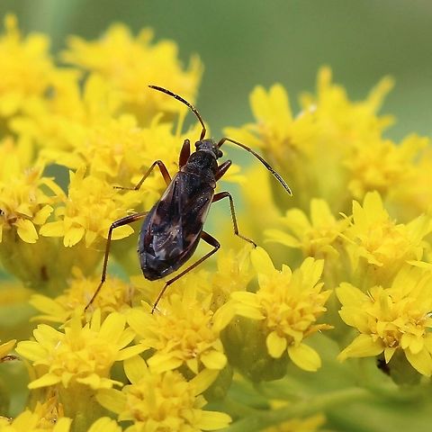 Ligyrocoris sylvestris (dirt-colored seed bug) Ligyrocoris sylvestris on early goldenrod (Solidago juncea) flowers taking nectar. It was also accidently pollinating the flowers. Some pollen can be seen on the antennae. Geotagged,Ligyrocoris sylvestris,Rhyparochromidae,Solidago juncea,Summer,United States,bug,dirt-colored seed bug,early goldenrod,hemiptera,insect