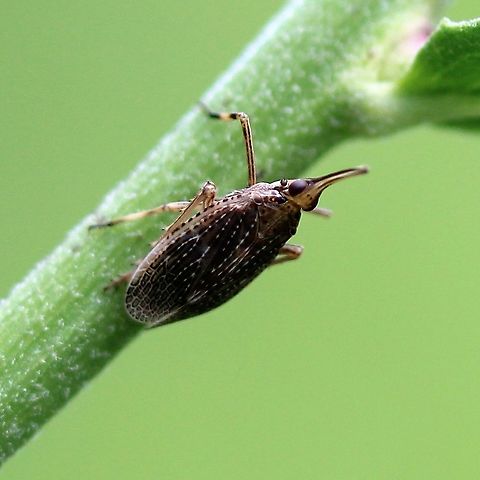 Scolops sulcipes (Partridge Bug) Scolops sulcipes resting on the stem of Hieracium kalmii (syn. H. umbellatum). No morning glory in the genus Convolvulus grows here but low bindweed (Calystegia spithamaea) does and is probably utilized by this species as well. Calystegia spithamaea,Dictyopharidae,Fulgoroidea,Geotagged,Partridge Bug,Planthopper,Scolops sulcipes,Summer,United States