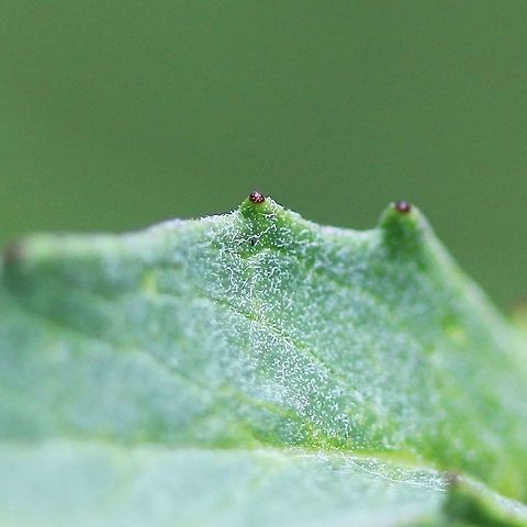 Hieracium umbellatum Leaf margin showing gland-tipped teeth. Geotagged,Hieracium canadense,Hieracium umbellatum,Summer,United States,hawkweed,umbellate hawkweed